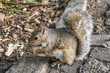 Naklejka na ściany i meble squirrel in south africa with his treasure a nut