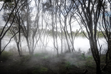 Fototapeta na wymiar Misty lake and forest in Rotorua, New Zealand
