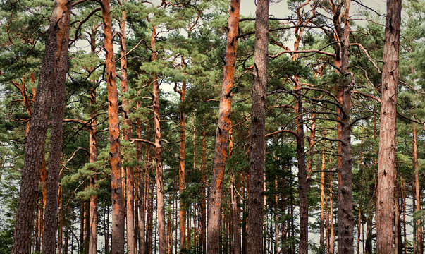 Deep pine forest.  Nature and wilderness concept. Tree background. Wood pattern. Wild forest concept.
