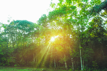 Fototapeta na wymiar Fresh green foliage with the sun casting its rays of light through trees.