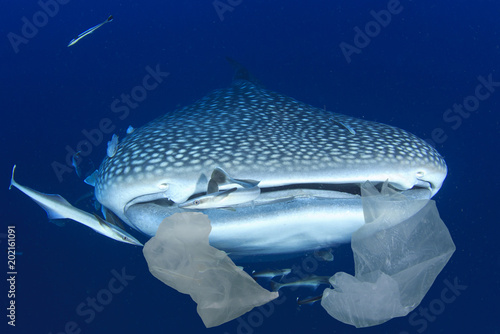 Plastic Pollution In Ocean Threatens Marine Life Whale