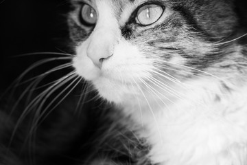 Lovely Maine Coon cat closeup portrait, black and white