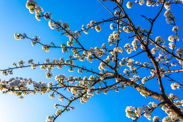 Spring color on trees