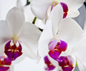 Fototapeta na wymiar white orchid, chic flower