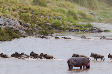 Migration of herbivores across the Mara River in Kenya. Masai Mara, Africa