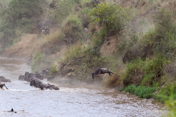 Obraz na płótnie Canvas A large stream of herbivores across the Mara River in Kenya. Masai Mara, Africa