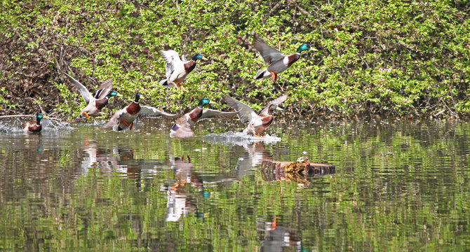 Wild ducks flying in the park . Mallard Duck in nature in the lake. Cover photo with ducks. Birds background. Fauna pattern. Birds and animals in wildlife. Mallard (Anas platyrhynchos) swimming.