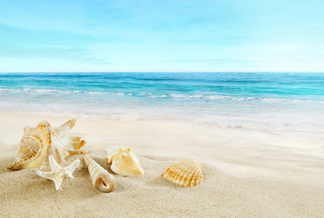 Fototapeta na wymiar Tropical beach. Shells on the sand.
