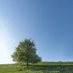 Fototapeta premium Tree blooming in spring in the sunshine under the blue sky