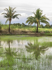 Palm trees reflect in the water in the countryside neat Trat in east Thailand