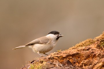 Naklejka premium Marsh tit perched on a branch