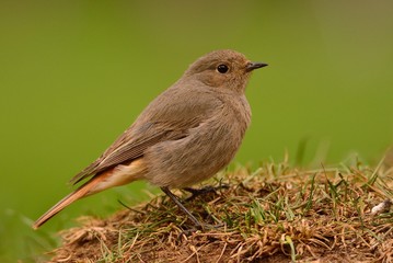 Young female redstart perched on the grass.