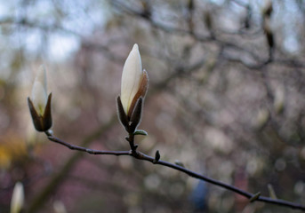 magnolia flower