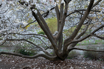 blooming magnolia tree in the city park