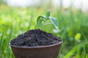 The seedling are growing from the rich soil to the morning sunlight that is shining, ecology concept