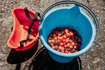 Ripe red cherry in plastic bucket is on ground