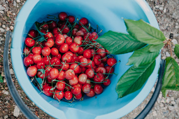 Ripe red cherry in a plastic bucket