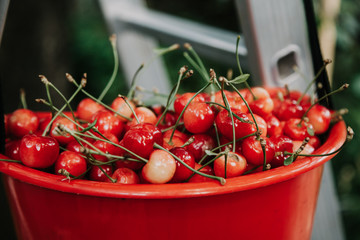 Ripe red cherry in plastic container