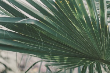 Background with green palm tree leaf, selective focus. Tropical plant