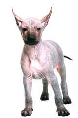 Xoloitzcuintle щенок голой Мексиканской собаки, изолирован...