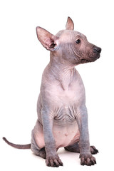  Xoloitzcuintle щенок голой Мексиканской собаки, изолирован...