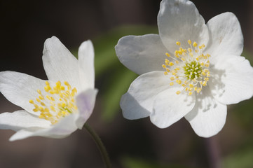 Wood anemone flowers