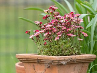 Pink saxifrages in a terracotta plant pot