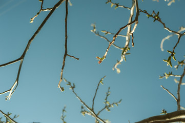 flowering spring branches against the blue sky
