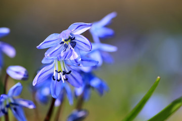 wild spring flowers