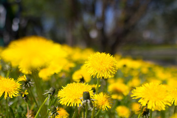 dandelion flowers on field