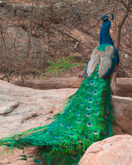 Obraz premium Peacock shows its long beautiful tail