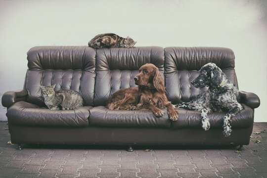 Dogs And Cats Together On The Couch
