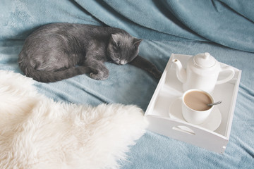 Hygge and cozy concept. British cute cat resting on cozy blue pled couch in home interior of living room. Breakfast at home. Cup of coffee on a serving tray. The cat waits and misses its owner.