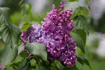 May blooming lilac