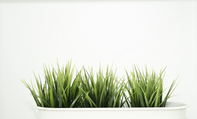 Green grass in a white flower pot