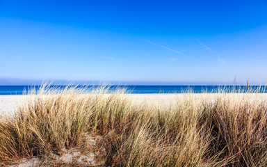 Dünengras am Strand der Ostsee