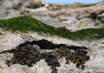 Close up on bladderwrack Seaweed and sea grasses on rocky coast at low tide