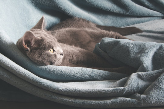 Hygge and cozy concept. British gray cat resting on cozy blue pled couch in home interior. Close up.