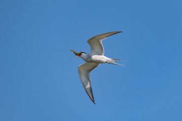 Fototapeta na wymiar Common Tern wild bird in flight struggling to swallow a fish
