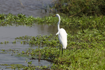 Grande Aigrette,. Ardea alba, Great Egret