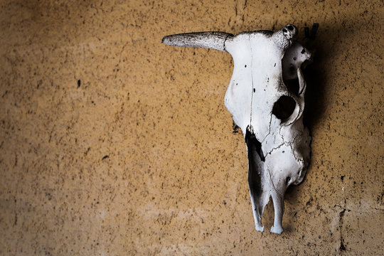 bull crossbone