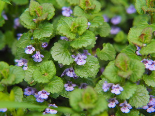 Glechoma hederacea syn.  Nepeta glechoma, Nepeta hederacea - ground-ivy, gill-over-the-ground,...