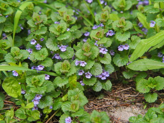 Glechoma hederacea syn.  Nepeta glechoma, Nepeta hederacea - ground-ivy, gill-over-the-ground,...