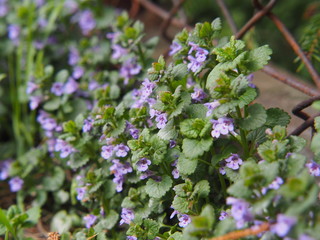 Glechoma hederacea syn.  Nepeta glechoma, Nepeta hederacea - ground-ivy, gill-over-the-ground, creeping charlie, alehoof, tunhoof, catsfoot, field balm, and run-away-robin