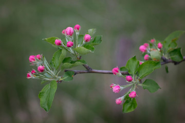 bloom of an apple tree on a blurred background