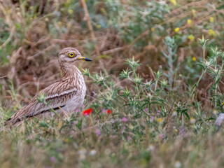Isolated Stone Curlew Bird in the wild