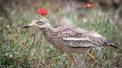 Isolated Stone Curlew Bird in the wild
