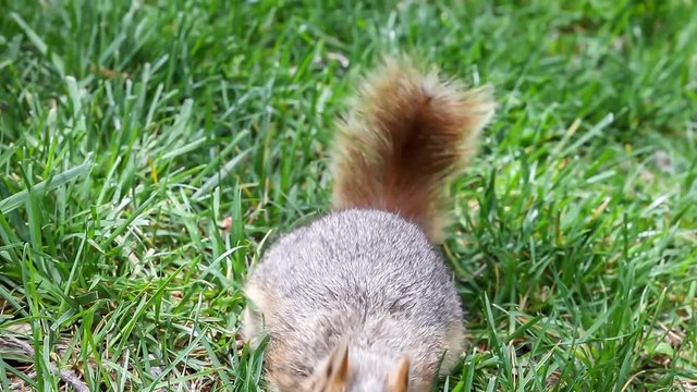 Eating Squirrel