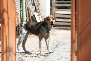 Dog on the chain in the yard. Animal abuse