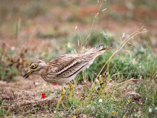 Isolated Stone Curlew Bird in the wild